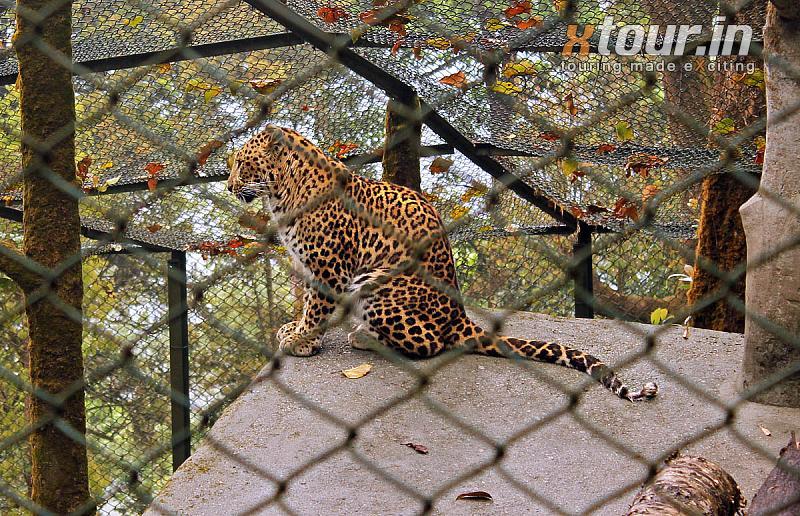Common Leopard Padmaja Naidu Zoo Darjeeling