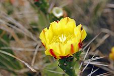 Yellow Cactus Flower at Puna Cottages