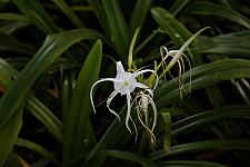 Spider Lily in Mumbai