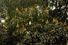 Mango blossoms
