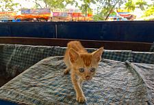 Little Cat at Fort Cochin