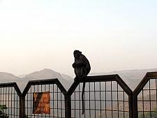 Monkey on Mountain Fence