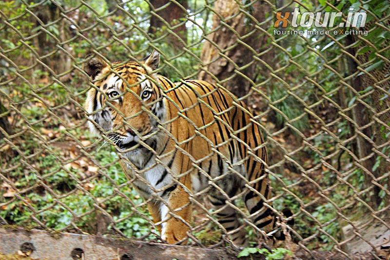 Tiger At Padmaja Naidu Himalayan Zoological Park