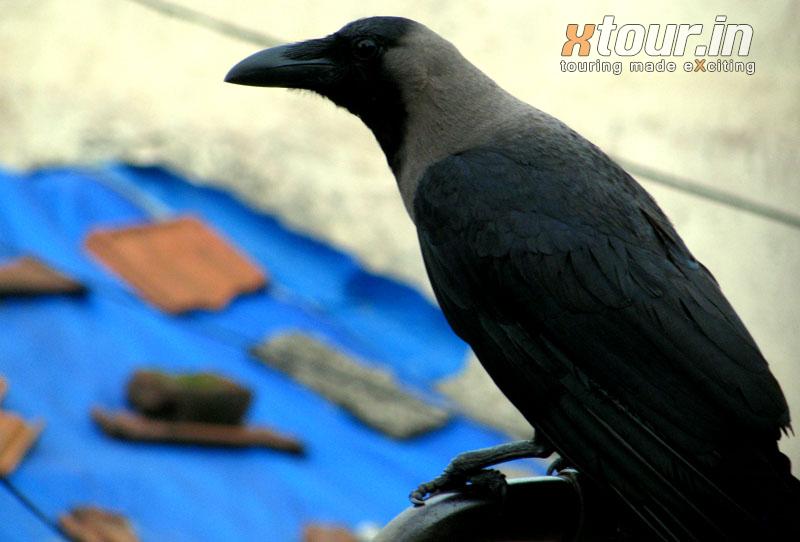 Thirsty Crow In Monsoon