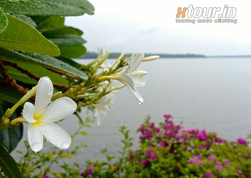 Rain Drops on White Flowers Kumbalam Lake