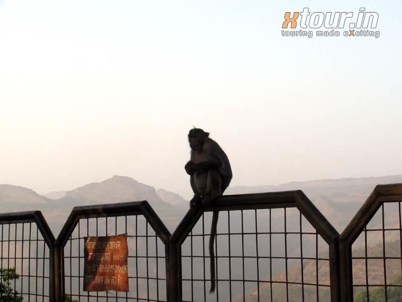 Monkey on Mountain Fence