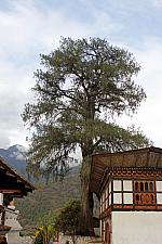 Tree Near Oldest Temple in Bhutan