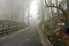 Fog at Padmaja Naidu Himalayan Zoological Park Darjeeling