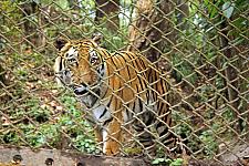 Tiger At Padmaja Naidu Himalayan Zoological Park