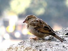 Ek chidiya, one sparrow