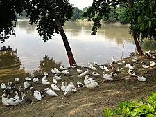Ducks at Moti Jheel Kanpur