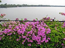 Flowers at Kumbalam Lake Kochi