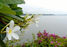 Rain Drops on White Flowers Kumbalam Lake