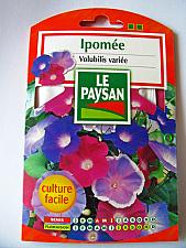 French Flower Seeds - Ipomee